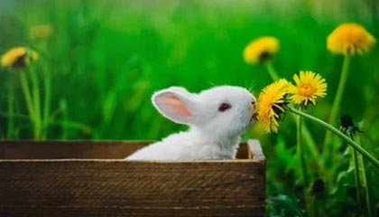 九游用户空间-中超场均传球次数排名对照，中超场均观众人数